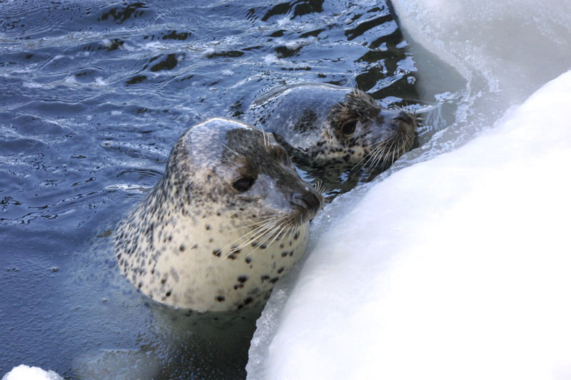 Sapporo Okhotsk Icebreaker Cruise and Sounkyo Ice Waterfall Festival Tour - When the ship cannot go out