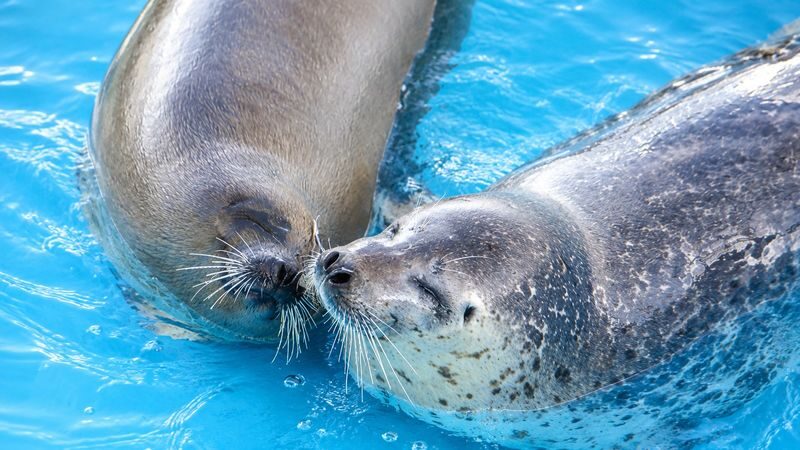 Sapporo Okhotsk Icebreaker Cruise and Sounkyo Ice Waterfall Festival Tour - What the price covers, and where value depends