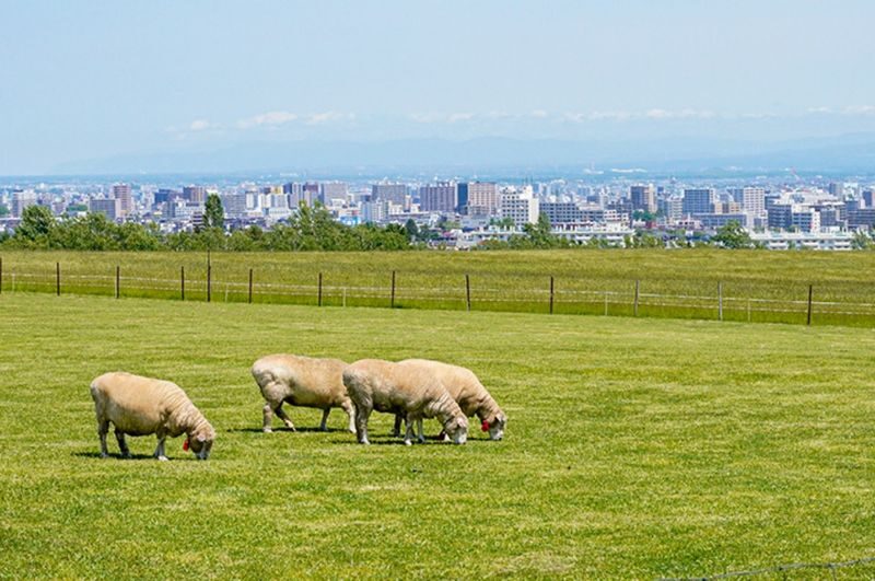 Sapporo Okurayama & Hitsujigaoka Half-Day Bus Tour - What the starting price buys you