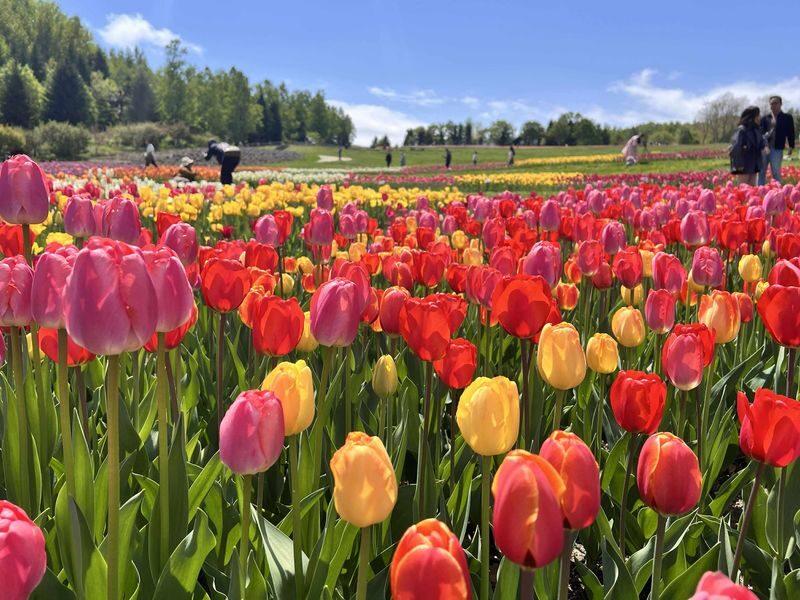 Sapporo Takino Suzuran Segway Tour - A pause for tea, snacks, and photos