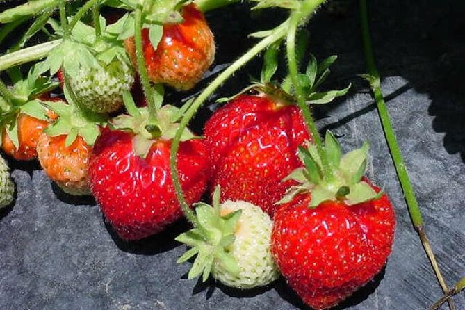 Sapporo to Airport Service With Fruit Picking Along the Way! - Participant Requirements