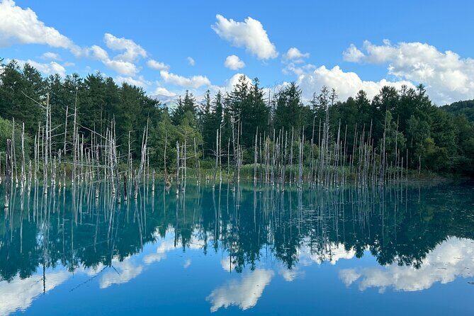 Sapporo to Blue Pond & Shirahige Falls Furano Private Tour - Good To Know