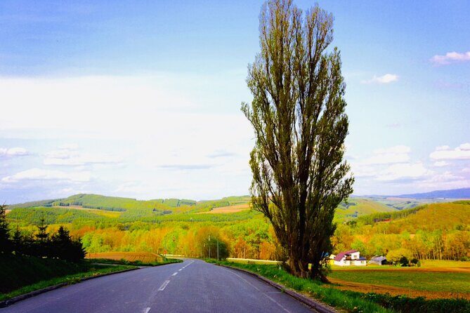 Sapporo to Blue Pond & Shirahige Falls Furano Private Tour - Who Will Love This Tour?