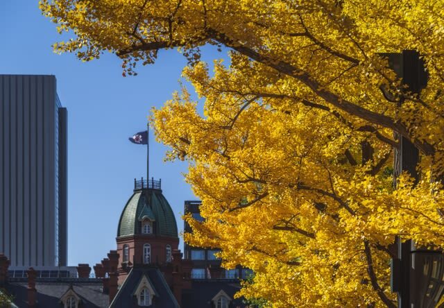 Sapporo Walking Tour (Weekdays) - Kitakaro and a well-timed Hokkaido treat