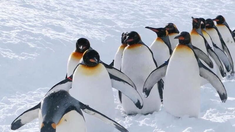 Sapporo Winter : Asahiyama Zoo (Penguin Fun & Snowmobile) - Who Will Love This Tour?