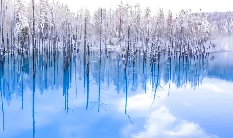 Sapporo:Asahiyama Zoo,Shirahige Waterfall&Blue Pond Day Trip - Good To Know