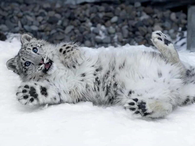 Sapporo:Asahiyama Zoo,Shirahige Waterfall&Blue Pond Day Trip - Practical Aspects and Logistics