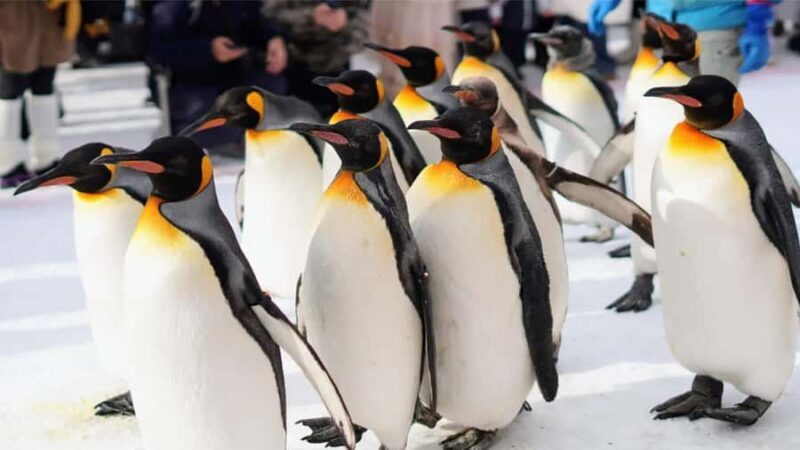 Sapporo:Asahiyama Zoo,Shirahige Waterfall&Blue Pond Day Trip - Price and Value