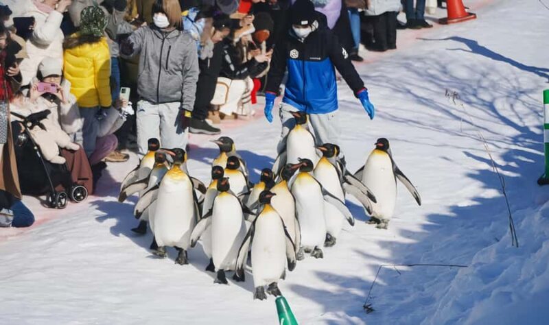 Sapporo:Asahiyama Zoo,Shirahige Waterfall&Blue Pond Day Trip - Final Thoughts