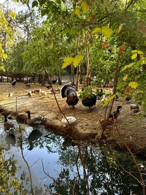 Sarande: Blue Eye with Traditional Food and Wine Tasting - Who Will Love This Tour?