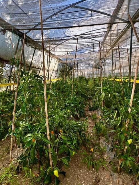 Sarande: Blue Eye with Traditional Food and Wine Tasting - The Sum Up