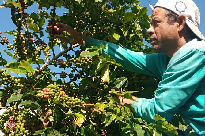 Sarangkot Village Coffee Culture and Authentic Local Life Tour - Customer Reviews and Ratings