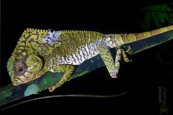 Sarapiqui Rain Forest Night Walk - Event Details