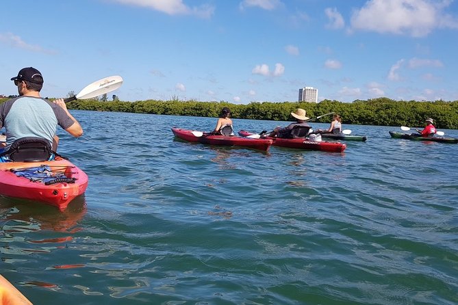 Sarasota Guided Mangrove Tunnel Kayak Tour - Tour Overview