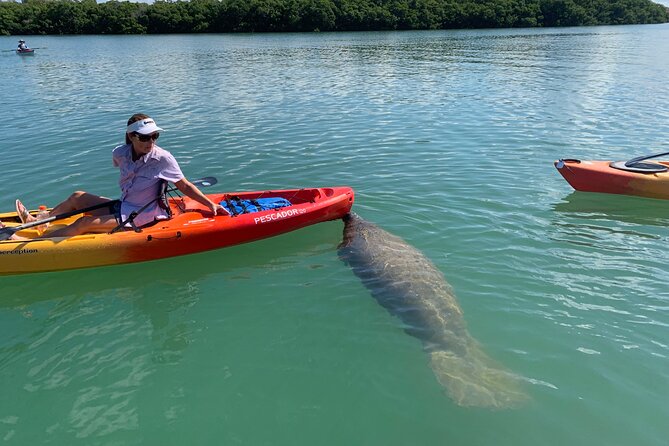 Sarasota Mangroves Kayaking Small-Group Tour - The Sum Up