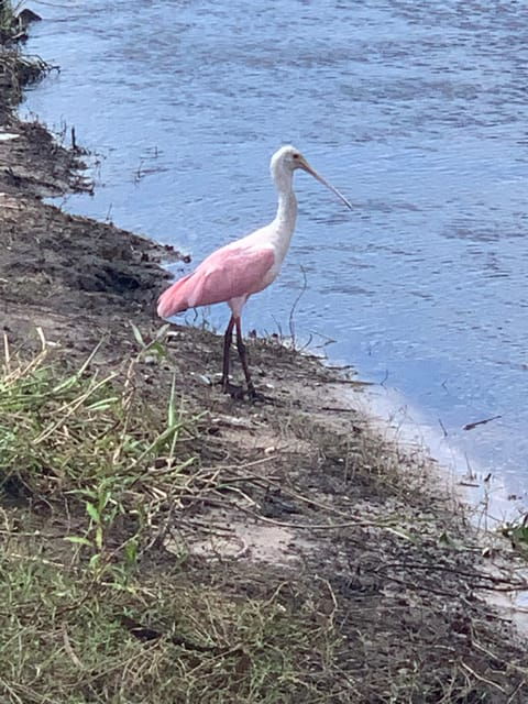 Sarasota: Myakka State Park E-bike Safari Experience - Experience Highlights