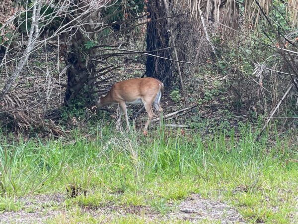 Sarasota: Myakka State Park E-bike Safari Experience - Meeting Point and Information