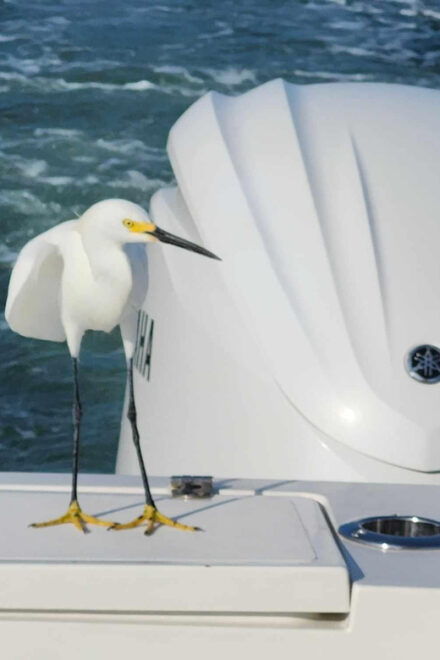 Sarasota Sunset Charter - Captains Background