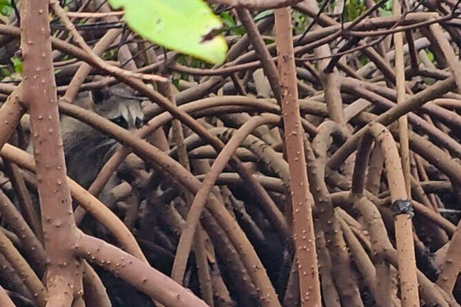 Sarasota Waterways Tour for All Ages - The Equipment and Comfort