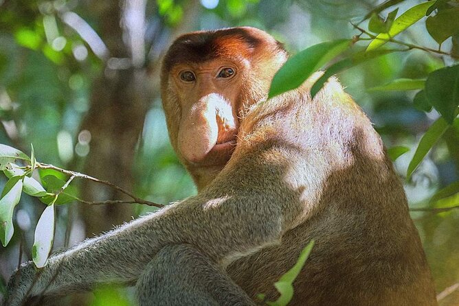 Sarawak Bako National Park Tour : Pristine Rainforest Jungle - Good To Know