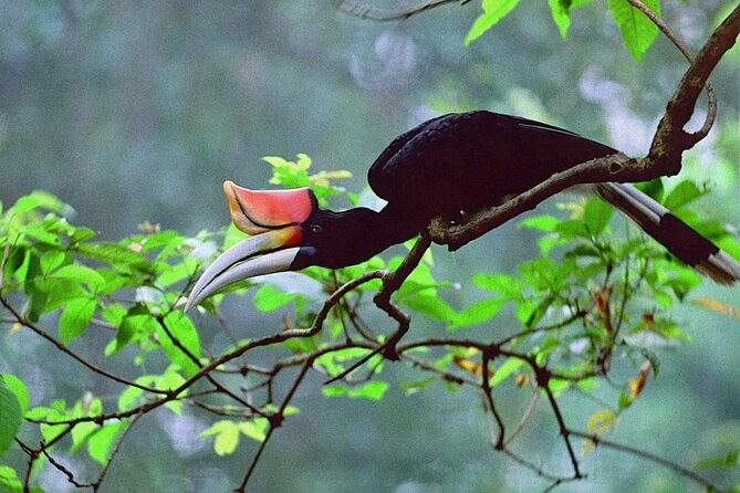 Sarawak Bako National Park Tour : Rainforest Flora & Fauna - Frequently Asked Questions
