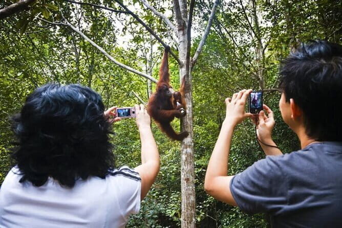 Sarawak Orangutan Semenggoh Wildlife Centre Tour - Introduction: What to Expect from the Semenggoh Wildlife Centre Tour