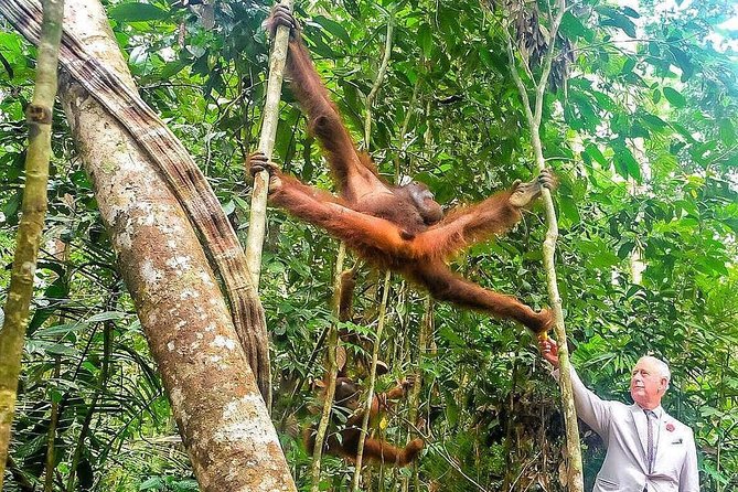 Sarawak Orangutan Semenggoh Wildlife Centre Tour - Tour Inclusions