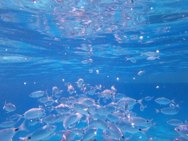 Sardegna: Tavolara Boat Tour With Snorkeling - Full Description