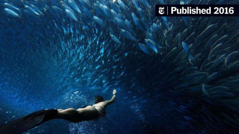 Sardines, chocolate hills, tarsiers, ATV,floating restaurant - Good To Know