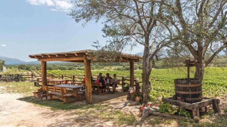 Sardinia: Dorgali Winery Tour With Tasting and Local Guide - Winery Guided Tour Highlights