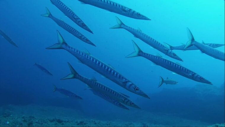 Sardinia, La Maddalena Archipelago: First Dive Experience - Safety Measures and Guidelines
