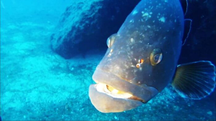 Sardinia, La Maddalena Archipelago: First Dive Experience - Preparing for Your Dive Adventure