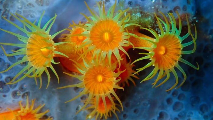 Sardinia, La Maddalena Archipelago: First Dive Experience - Customer Experiences and Feedback