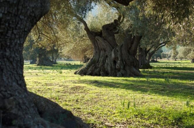 Sardinia Mines and Sea From Cagliari - Description