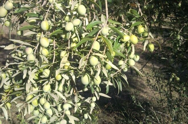Sardinia Olive Oil Museum: Visit and Extravirgin Oil Lesson - Common Questions