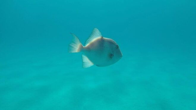 Sardinia: Snorkeling Kayak Tour - the Airplane Wreck - Included Amenities