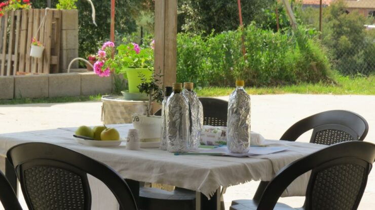 Sardinia: Tour in the World of Extra Virgin Olive Oil, in German - Tour Pricing and Duration