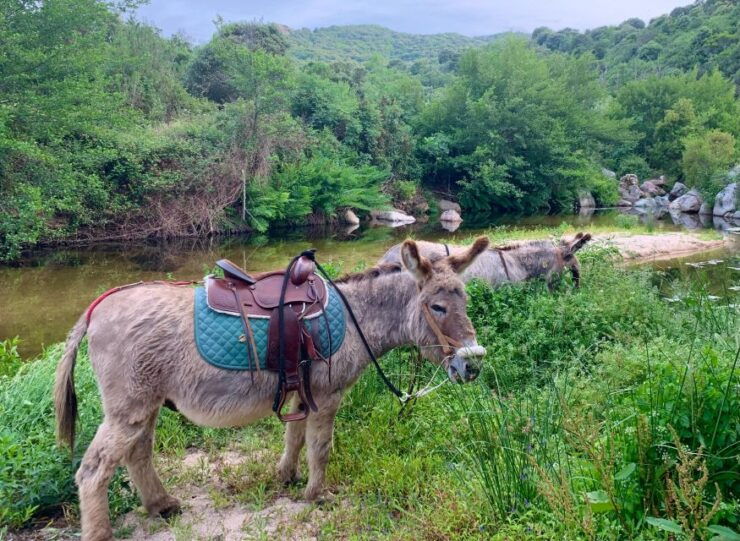 Sardinia: Tour With Donkeys and Aperitif by the River - Good To Know