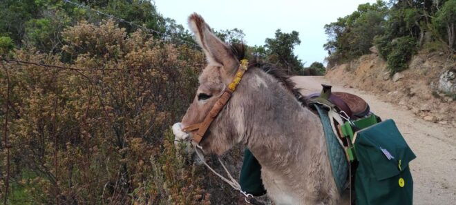 Sardinia: Tour With Donkeys and Aperitif by the River - Customer Review