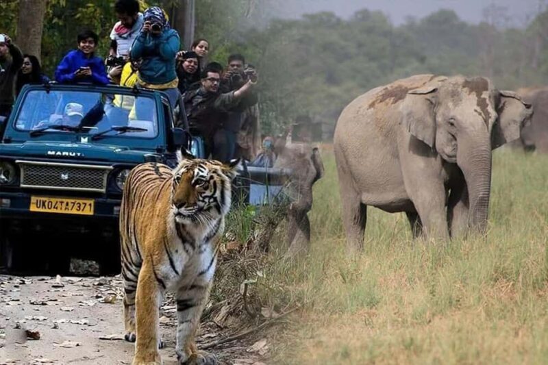 Sariska & Jhalana Escape from Delhi: One Day, Two Safaris - Good To Know