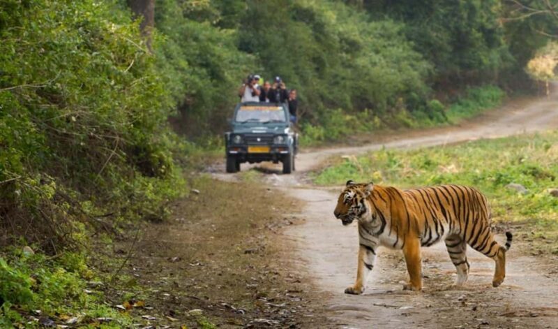 Sariska & Jhalana Escape from Delhi: One Day, Two Safaris - An Honest Look at the Itinerary and What It Means for You