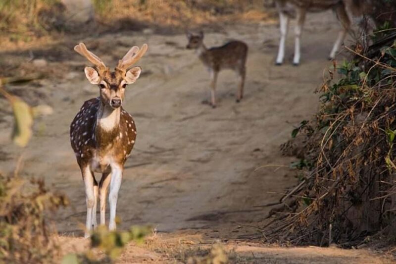 Sariska & Jhalana Escape from Delhi: One Day, Two Safaris - Potential Drawbacks or Considerations
