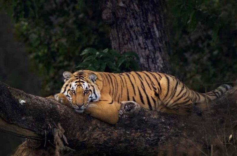 Sariska & Jhalana Escape from Delhi: One Day, Two Safaris - Who Is This Tour Best Suited For?