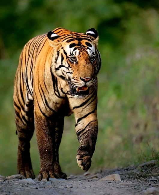 Sariska Tiger Reserve: Gypsy & Canter jungle Safari Transfer - Good To Know