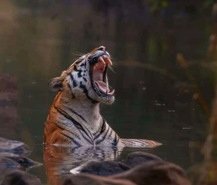 Sariska Tiger Reserve: Gypsy & Canter jungle Safari Transfer - An In-Depth Look at the Sariska Jungle Safari Experience