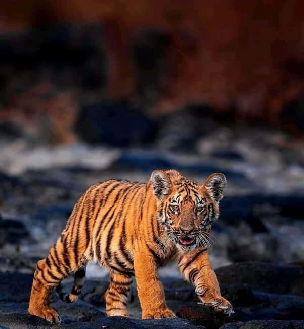 Sariska Tiger Reserve: Gypsy & Canter jungle Safari Transfer - Sariska Tiger Reserve: Gypsy & Canter Jungle Safari Transfer