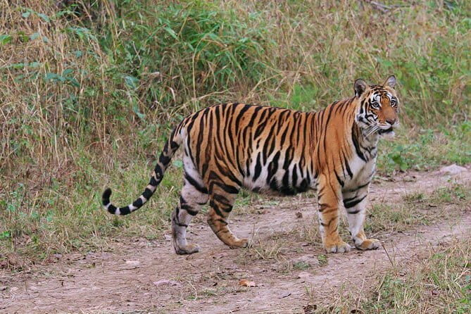 Sariska Tiger Reserve Tour Of India - Good To Know