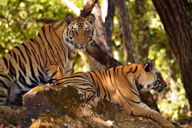 Sariska Tiger Reserve Tour Of India - An In-Depth Look at the Sariska Tiger Reserve Tour