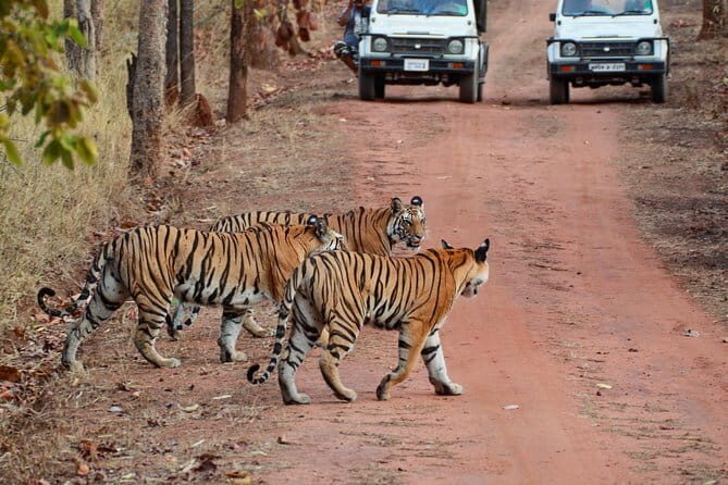 Sariska Tiger Reserve Tour Of India - The Sum Up: Is This Tour Right for You?