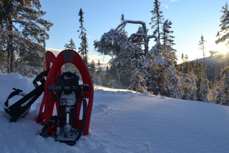 Särna: Fulufjället National Park Guided Hike with Lunch - Who Will Love This Tour?